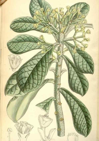 Reproducción/Reproduction 35271094252: Curtis's botanical magazine.. London ; New York [etc.] :Academic Press [etc.]