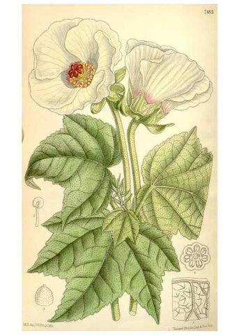 Reproducción/Reproduction 35271091812: Curtis's botanical magazine.. London ; New York [etc.] :Academic Press [etc.]