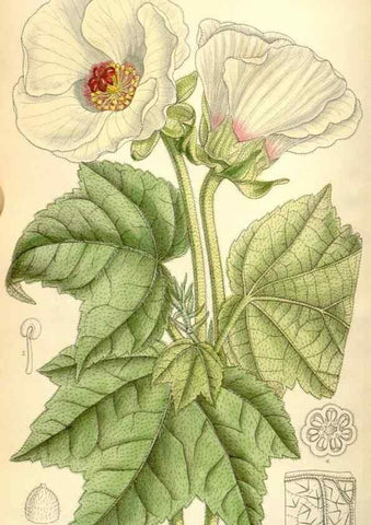 Reproducción/Reproduction 35271091812: Curtis's botanical magazine.. London ; New York [etc.] :Academic Press [etc.]