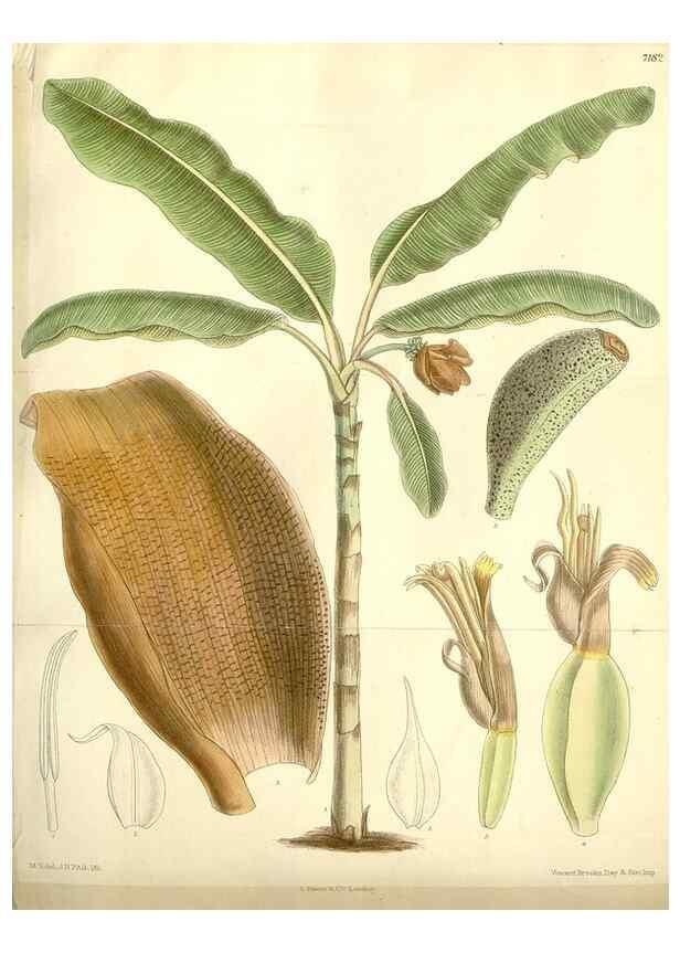 Reproducción/Reproduction 35271088882: Curtis's botanical magazine.. London ; New York [etc.] :Academic Press [etc.]