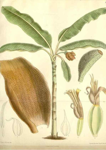 Reproducción/Reproduction 35271088882: Curtis's botanical magazine.. London ; New York [etc.] :Academic Press [etc.]
