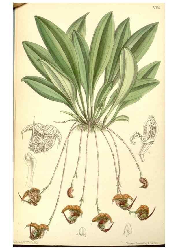 Reproducción/Reproduction 35050565570: Curtis's botanical magazine.. London ; New York [etc.] :Academic Press [etc.]