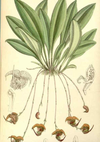 Reproducción/Reproduction 35050565570: Curtis's botanical magazine.. London ; New York [etc.] :Academic Press [etc.]