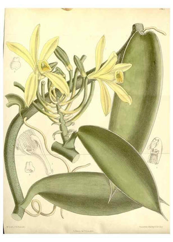Reproducción/Reproduction 35437682075: Curtis's botanical magazine.. London ; New York [etc.] :Academic Press [etc.]