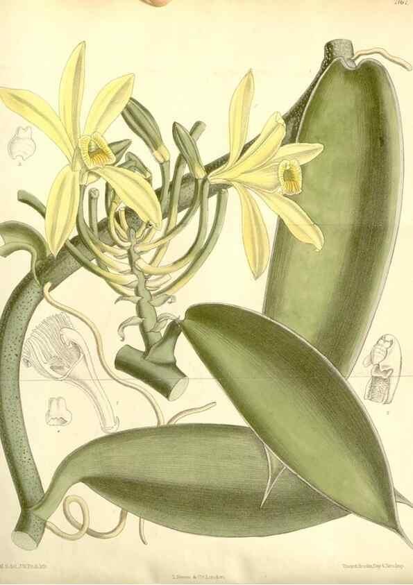 Reproducción/Reproduction 35437682075: Curtis's botanical magazine.. London ; New York [etc.] :Academic Press [etc.]