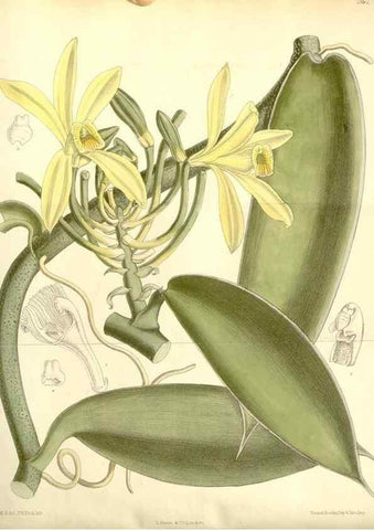 Reproducción/Reproduction 35437682075: Curtis's botanical magazine.. London ; New York [etc.] :Academic Press [etc.]