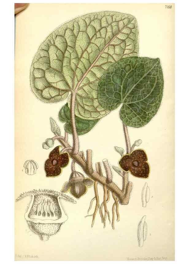 Reproducción/Reproduction 35437685215: Curtis's botanical magazine.. London ; New York [etc.] :Academic Press [etc.]