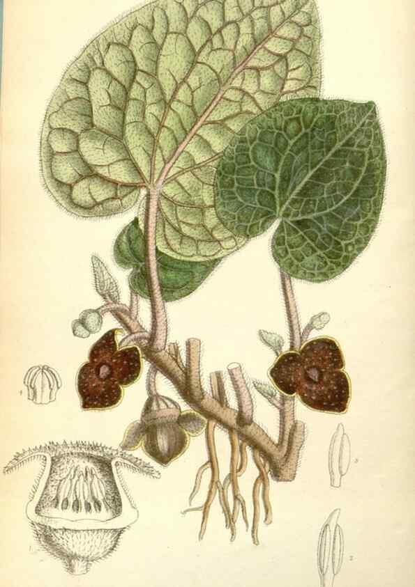 Reproducción/Reproduction 35437685215: Curtis's botanical magazine.. London ; New York [etc.] :Academic Press [etc.]