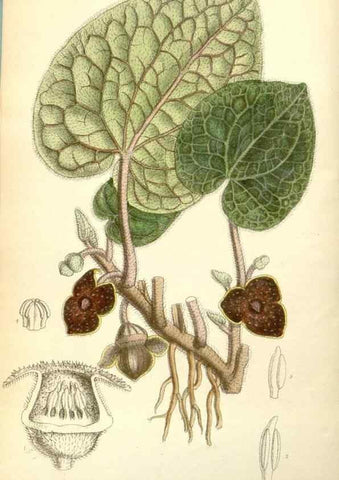 Reproducción/Reproduction 35437685215: Curtis's botanical magazine.. London ; New York [etc.] :Academic Press [etc.]