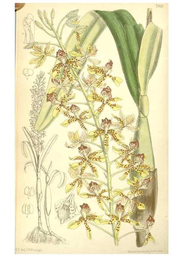 Reproducción/Reproduction 35437688995: Curtis's botanical magazine.. London ; New York [etc.] :Academic Press [etc.]