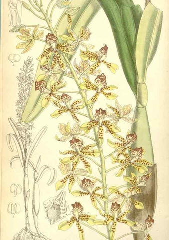 Reproducción/Reproduction 35437688995: Curtis's botanical magazine.. London ; New York [etc.] :Academic Press [etc.]