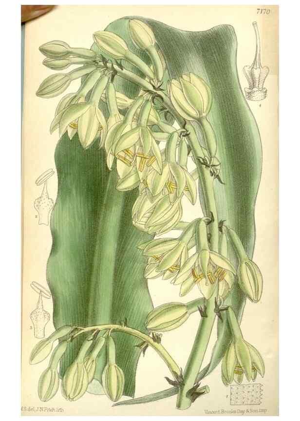 Reproducción/Reproduction 35437692015: Curtis's botanical magazine.. London ; New York [etc.] :Academic Press [etc.]