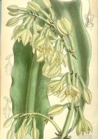 Reproducción/Reproduction 35437692015: Curtis's botanical magazine.. London ; New York [etc.] :Academic Press [etc.]
