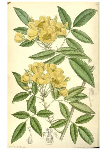 Reproducción/Reproduction 35437695705: Curtis's botanical magazine.. London ; New York [etc.] :Academic Press [etc.]