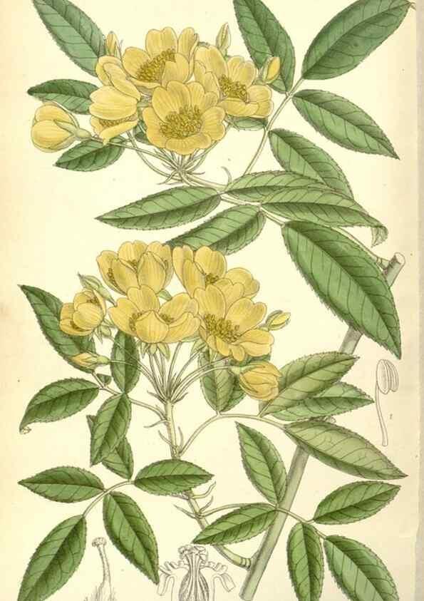Reproducción/Reproduction 35437695705: Curtis's botanical magazine.. London ; New York [etc.] :Academic Press [etc.]