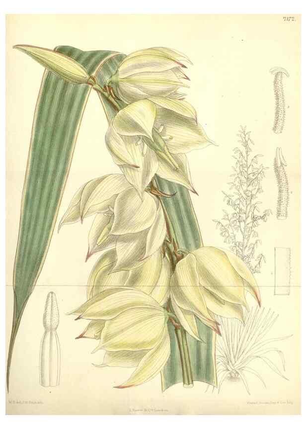 Reproducción/Reproduction 35308065931: Curtis's botanical magazine.. London ; New York [etc.] :Academic Press [etc.]
