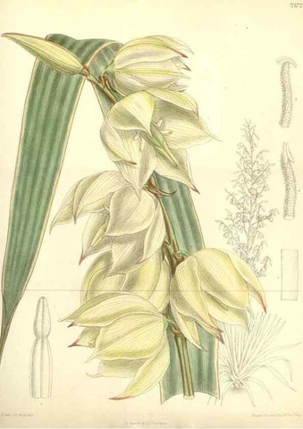Reproducción/Reproduction 35308065931: Curtis's botanical magazine.. London ; New York [etc.] :Academic Press [etc.]