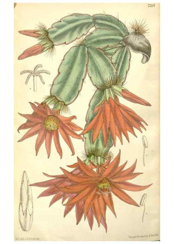 Reproducción/Reproduction 35308119641: Curtis's botanical magazine.. London ; New York [etc.] :Academic Press [etc.]