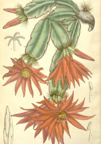 Reproducción/Reproduction 35308119641: Curtis's botanical magazine.. London ; New York [etc.] :Academic Press [etc.]