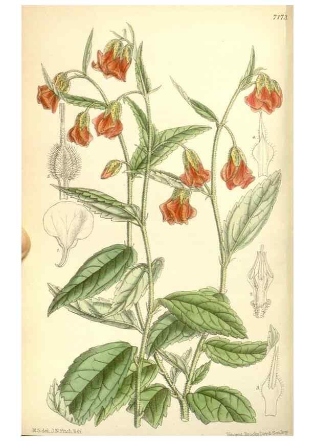 Reproducción/Reproduction 35437701365: Curtis's botanical magazine.. London ; New York [etc.] :Academic Press [etc.]