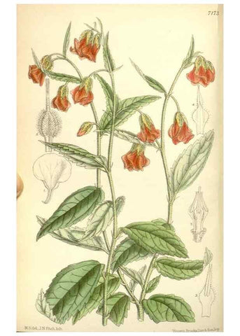 Reproducción/Reproduction 35437701365: Curtis's botanical magazine.. London ; New York [etc.] :Academic Press [etc.]