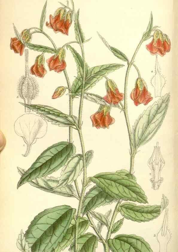 Reproducción/Reproduction 35437701365: Curtis's botanical magazine.. London ; New York [etc.] :Academic Press [etc.]