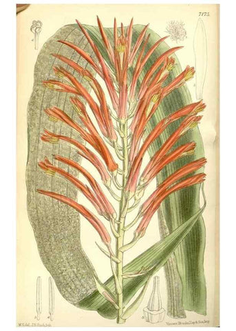 Reproducción/Reproduction 35271075522: Curtis's botanical magazine.. London ; New York [etc.] :Academic Press [etc.]