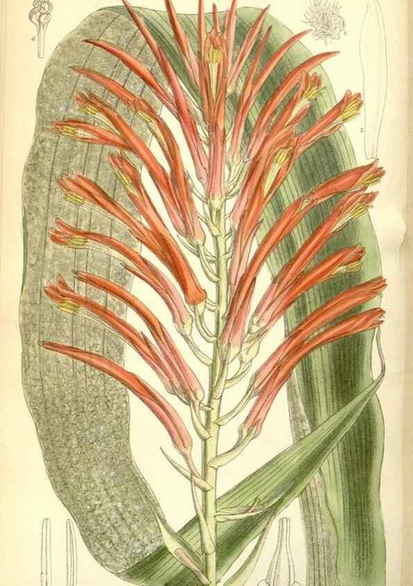 Reproducción/Reproduction 35271075522: Curtis's botanical magazine.. London ; New York [etc.] :Academic Press [etc.]