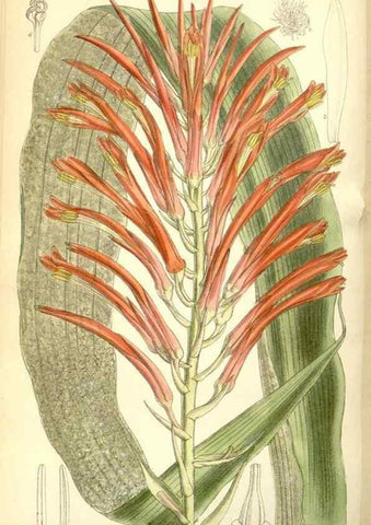 Reproducción/Reproduction 35271075522: Curtis's botanical magazine.. London ; New York [etc.] :Academic Press [etc.]