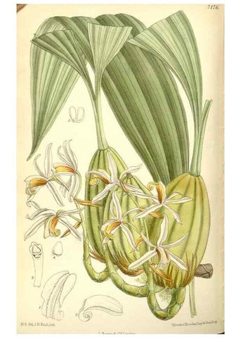 Reproducción/Reproduction 35308073401: Curtis's botanical magazine.. London ; New York [etc.] :Academic Press [etc.]