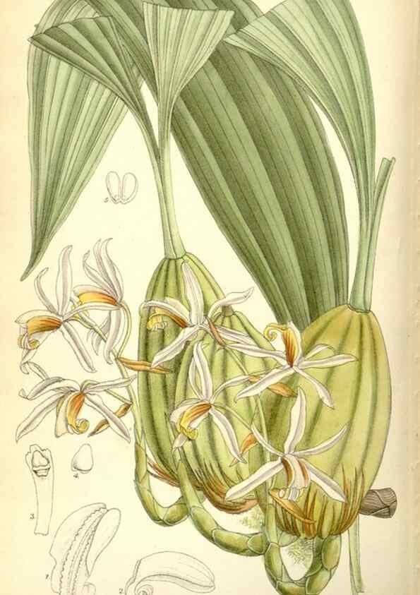 Reproducción/Reproduction 35308073401: Curtis's botanical magazine.. London ; New York [etc.] :Academic Press [etc.]