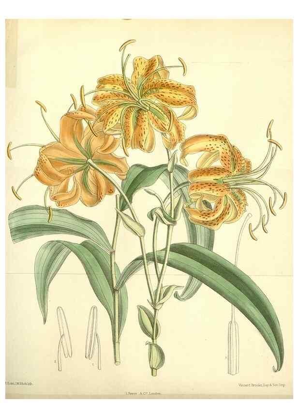 Reproducción/Reproduction 35397965946: Curtis's botanical magazine.. London ; New York [etc.] :Academic Press [etc.]