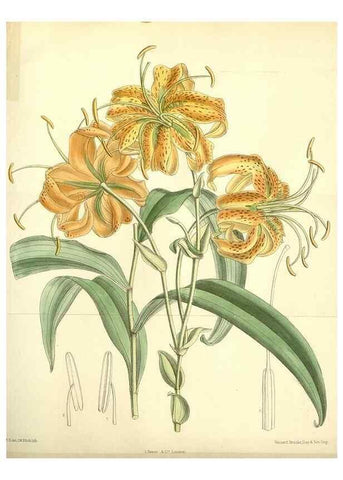 Reproducción/Reproduction 35397965946: Curtis's botanical magazine.. London ; New York [etc.] :Academic Press [etc.]