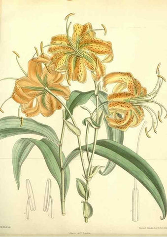 Reproducción/Reproduction 35397965946: Curtis's botanical magazine.. London ; New York [etc.] :Academic Press [etc.]