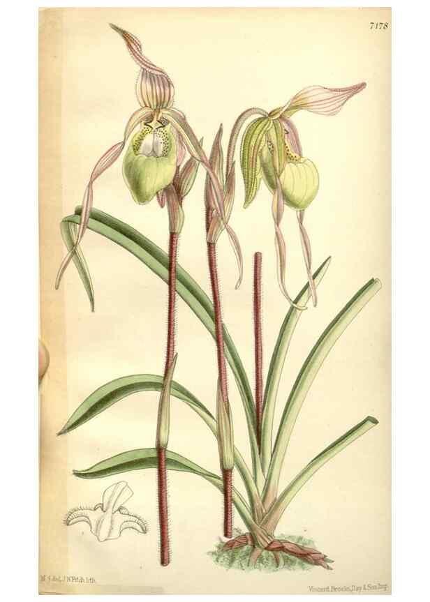 Reproducción/Reproduction 35397968146: Curtis's botanical magazine.. London ; New York [etc.] :Academic Press [etc.]