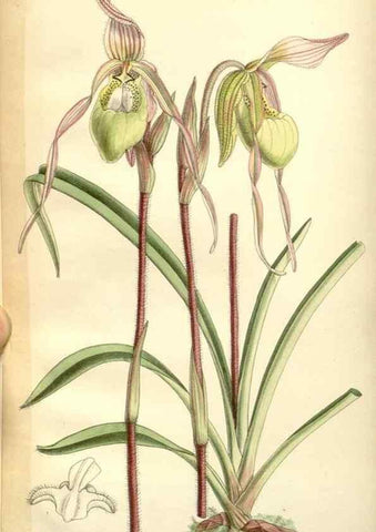 Reproducción/Reproduction 35397968146: Curtis's botanical magazine.. London ; New York [etc.] :Academic Press [etc.]