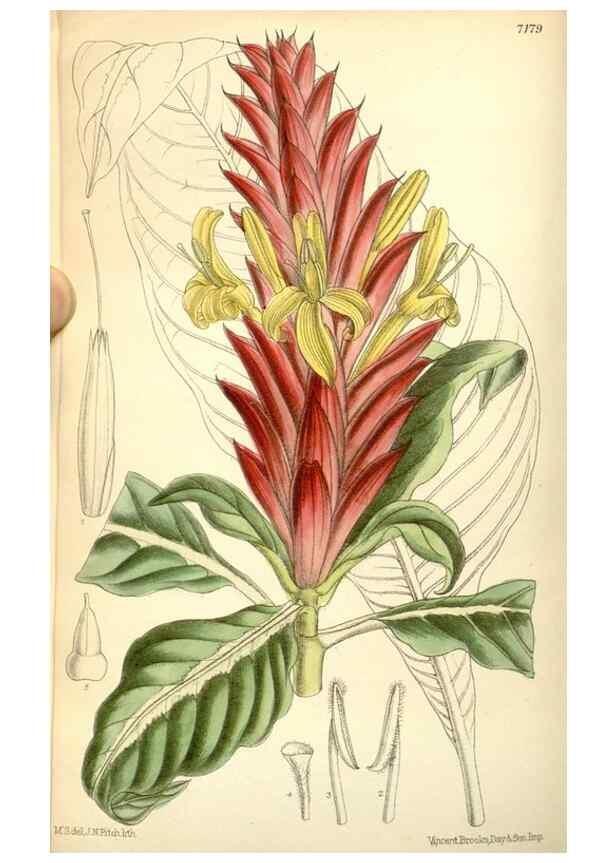 Reproducción/Reproduction 35050597200: Curtis's botanical magazine.. London ; New York [etc.] :Academic Press [etc.]