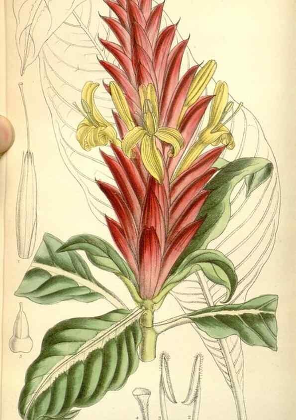 Reproducción/Reproduction 35050597200: Curtis's botanical magazine.. London ; New York [etc.] :Academic Press [etc.]