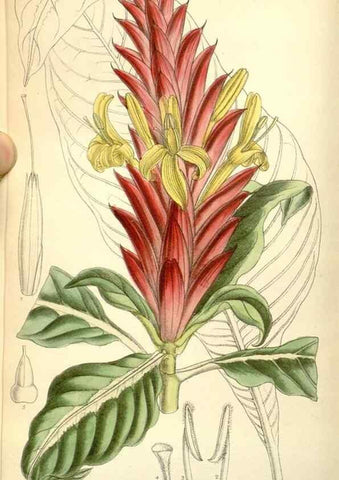 Reproducción/Reproduction 35050597200: Curtis's botanical magazine.. London ; New York [etc.] :Academic Press [etc.]