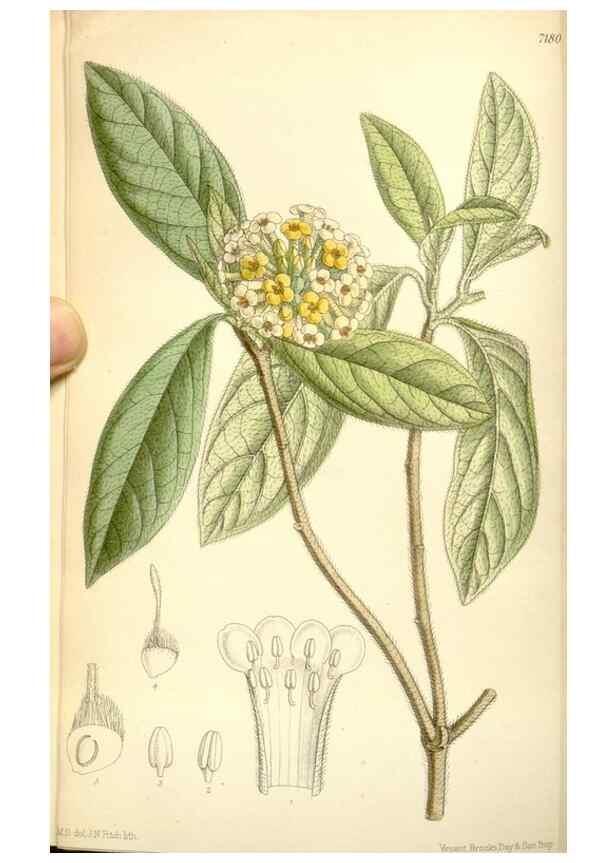 Reproducción/Reproduction 35308080721: Curtis's botanical magazine.. London ; New York [etc.] :Academic Press [etc.]