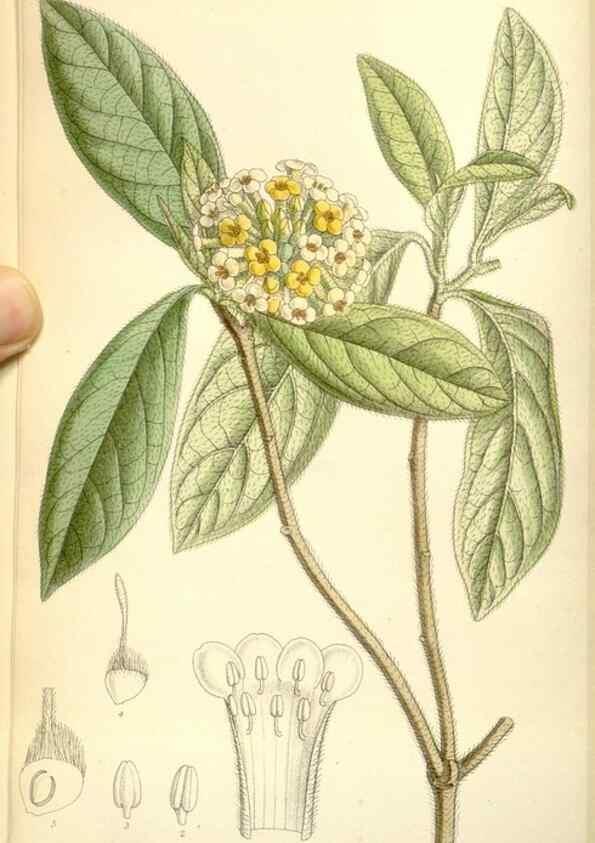 Reproducción/Reproduction 35308080721: Curtis's botanical magazine.. London ; New York [etc.] :Academic Press [etc.]