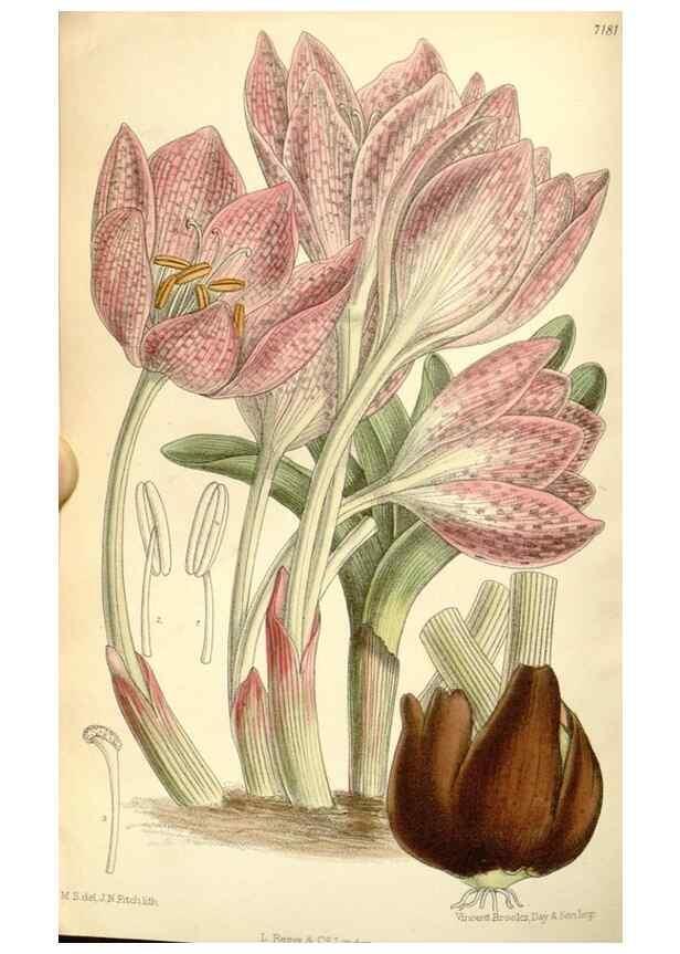 Reproducción/Reproduction 35308082051: Curtis's botanical magazine.. London ; New York [etc.] :Academic Press [etc.]