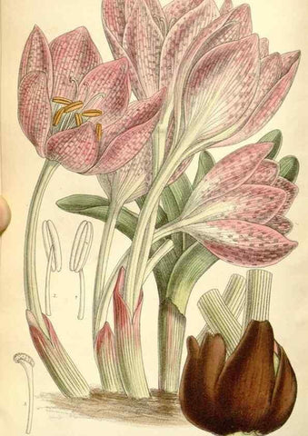 Reproducción/Reproduction 35308082051: Curtis's botanical magazine.. London ; New York [etc.] :Academic Press [etc.]