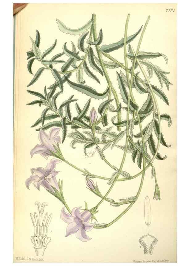 Reproducción/Reproduction 35271073922: Curtis's botanical magazine.. London ; New York [etc.] :Academic Press [etc.]