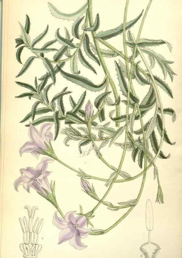 Reproducción/Reproduction 35271073922: Curtis's botanical magazine.. London ; New York [etc.] :Academic Press [etc.]