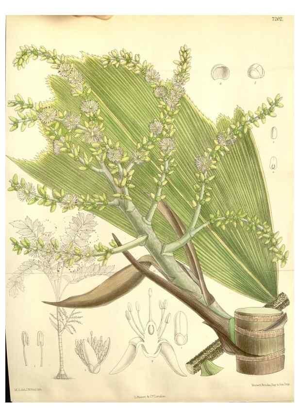 Reproducción/Reproduction 35050643400: Curtis's botanical magazine.. London ; New York [etc.] :Academic Press [etc.]