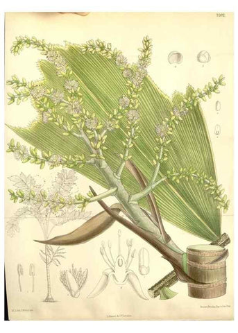 Reproducción/Reproduction 35050643400: Curtis's botanical magazine.. London ; New York [etc.] :Academic Press [etc.]