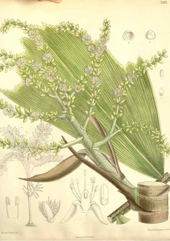 Reproducción/Reproduction 35050643400: Curtis's botanical magazine.. London ; New York [etc.] :Academic Press [etc.]