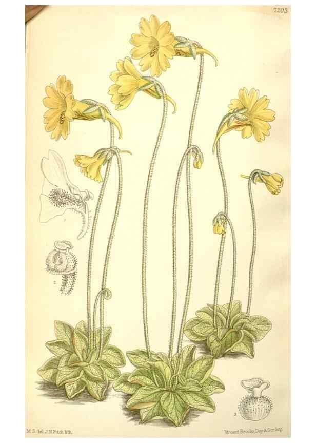 Reproducción/Reproduction 34595837464: Curtis's botanical magazine.. London ; New York [etc.] :Academic Press [etc.]