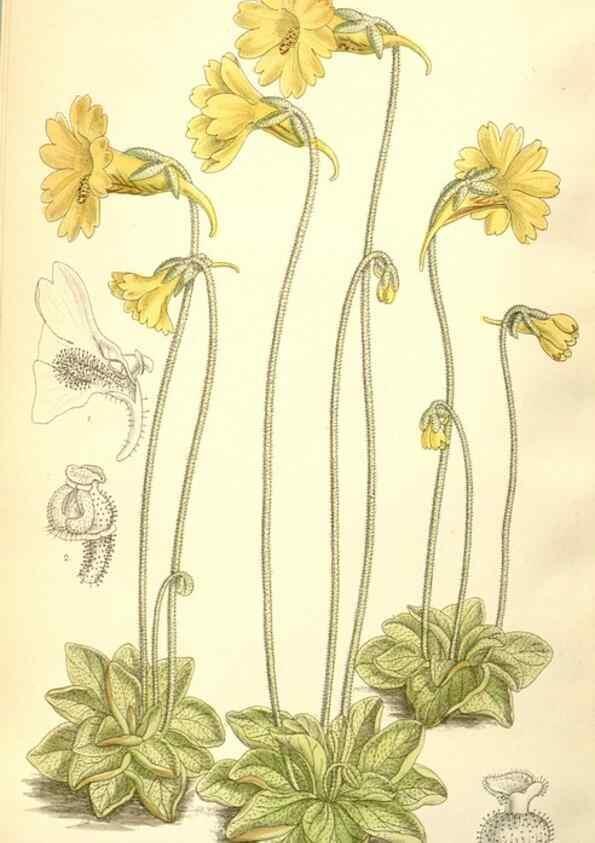 Reproducción/Reproduction 34595837464: Curtis's botanical magazine.. London ; New York [etc.] :Academic Press [etc.]